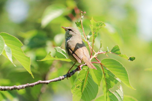 謎解きは記憶の準備 Brainconcierge